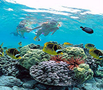 珊瑚海域浮潛150
